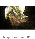 #123 Stock Photograph Of The Inside Of A Hollowed Redwood Tree
