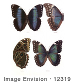 #12319 Picture Of Four Morpho Butterflies