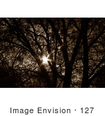 #127 Sepia Toned Stock Image Of A Sunburst Through A Tree