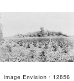 #12856 Picture Of Monk’S Mound Cahokia Illinois