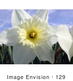 #129 Stock Image Of A White Daffodil