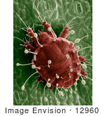#12960 Picture of a Red Palm Mite by JVPD