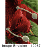 #12967 Picture Of A Red Palm Mite (Raoiella Indica)
