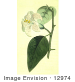 #12974 Picture Of Lagunaea Patersonia Flower