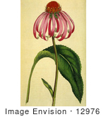 #12976 Picture Of A Purple Coneflower (Echinacea Purpurea)