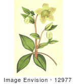#12977 Picture Of Livid Hellebore (Helleborus Lividus) Flowers