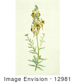 #12981 Picture Of Melancholy Toad-Flax (Antirrhinum Triste)