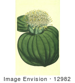 #12982 Picture Of Prickly-Leaved Massonia (Massonia Muricata)