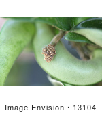 #13104 Picture Of A Flower Bud Pod On A Hindu Rope Hoya Plant