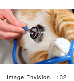 #132 Stock Image Of A Stethoscope On A Cat