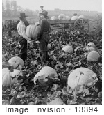 #13394 Picture of Men Harvesting Pumpkins in Yakima Valley, Washington, 1904 by JVPD