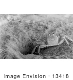 #13418 Picture Of A Sand Crab On The Beach
