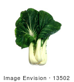 #13502 Picture Of Bok Choy