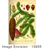 #13655 Picture Of A Norway Spruce (Picea Abies)