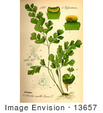 #13657 Picture Of Adiantum Capillus-Veneris Ferns