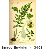 #13658 Picture Of Woodsia Alpina Ferns
