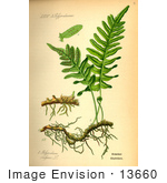 #13660 Picture Of Polypodium Vulgare Ferns