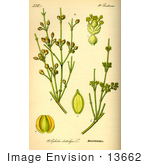 #13662 Picture Of Joint-Pine Jointfir Or Mormon-Tea Shrub (Ephedra Distachya)