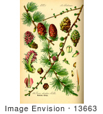 #13663 Picture Of Larix Decudua (Pinaceae) Conifer Parts