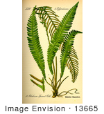 #13665 Picture Of Blechnaceae Ferns