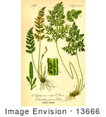#13666 Picture Of Cryptogramma Crispa Ferns