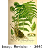 #13669 Picture Of Polystichum Lobatum Ferns
