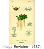 #13671 Picture Of Floating Ferns (Salviniaceae)