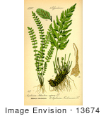 #13674 Picture Of Spleenwort Ferns