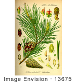 #13675 Picture Of Scots Pine (Pinus Sylvestris)