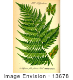 #13678 Picture Of The Common Lady Fern
