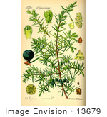 #13679 Picture Of Common Juniper (Juniperus Communis)