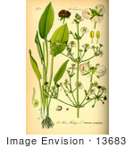 #13683 Picture Of Common Water Plantain (Alisma Aquatica)