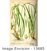 #13685 Picture Of Purple Moor Grass (Molinia Caerulea)