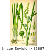 #13687 Picture Of Bur-Reed (Sparganium Erectum)