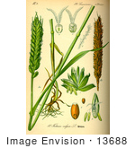 #13688 Picture Of Bread Or Common Wheat (Triticum Aestivum)