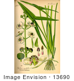 #13690 Picture Of Arrowhead Water Plantain (Sagittaria Sagittifolia)