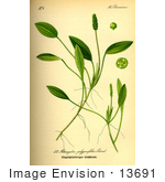 #13691 Picture Of Aquatic Pondweed Plants (Potamogeton Polygonifolius)