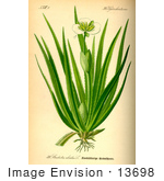 #13698 Picture Of Water Soldier Plant (Stratiotes Aloides)