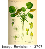 #13707 Picture Of European Frogbit Plant (Hydrocharis Morsus-Ranae)