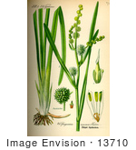 #13710 Picture Of Bur-Reeds (Sparganium Erectum)