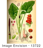 #13722 Picture Of Lords-And-Ladies Cuckoopint Plant (Arum Maculatum)