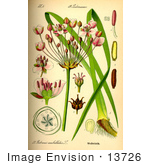 #13726 Picture Of Flowering Rush (Butomus Umbellatus)