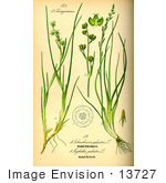 #13727 Picture Of Aquatic Plants (Juncaginaceae)