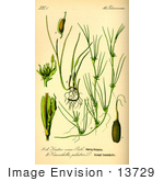 #13729 Picture Of Seagrasses Or Eelgrasses