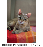 #13757 Picture Of A Male F4 Savannah Kitten On A Towel