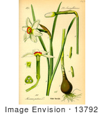 #13792 Picture Of Findern Flower Poet’S Daffodil (Narcissus Poeticus)