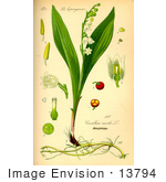 #13794 Picture Of Lily Of The Valley Parts (Convallaria Majalis)