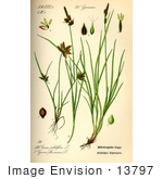 #13797 Picture Of Yellow Galingale Sedges (Cyperus Flavescens)