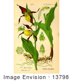 #13798 Picture Of Lady’S Slipper Orchid Flowers (Cypripedium Calceolus)