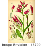 #13799 Picture Of Red Helleborine Flowers (Cephalanthera Rubra)